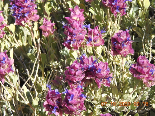 Dorr's Sage Complex (Complex Salvia dorrii) · iNaturalist