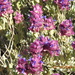 Salvia dorrii - Photo (c) larry-heronema, algunos derechos reservados (CC BY-NC)