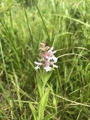 Stachys pilosa