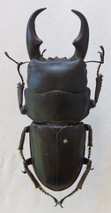 Dorcus meeki