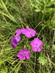 Phlox glaberrima interior