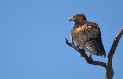 Hamirostra melanosternon