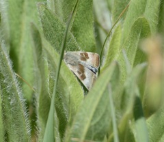 Heliothis oregonica