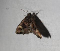Euplexia