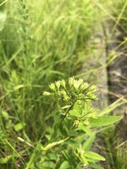Phlox glaberrima interior