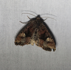 Euplexia