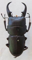 Dorcus meeki