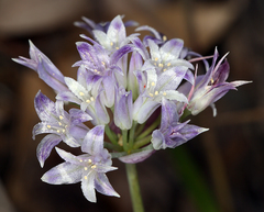 Allium abramsii
