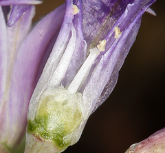 Allium abramsii