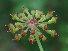 Laserpitium krapffii