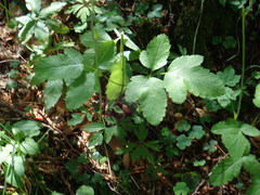 Laserpitium krapffii