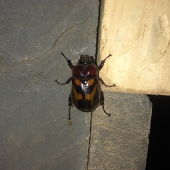 Oryctomorphus bimaculatus