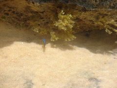 Stegastes variabilis