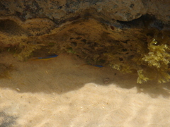 Stegastes variabilis