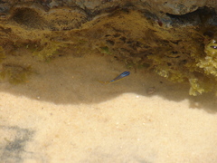 Stegastes variabilis