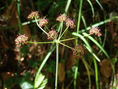 Laserpitium krapffii