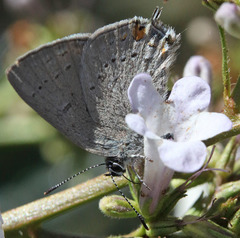Satyrium californica