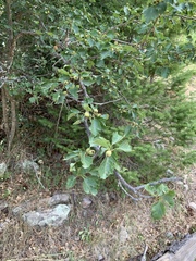 Crataegus wootoniana