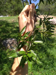 Quercus vaseyana