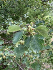 Crataegus wootoniana