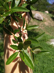 Quercus vaseyana
