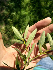 Quercus vaseyana