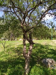 Quercus vaseyana