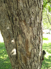 Quercus vaseyana
