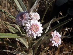 Leucheria lithospermifolia