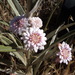 Leucheria lithospermifolia - Photo (c) Anibal Prina, some rights reserved (CC BY-NC), uploaded by Anibal Prina