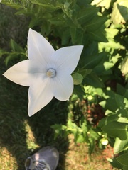 Platycodon grandiflorus