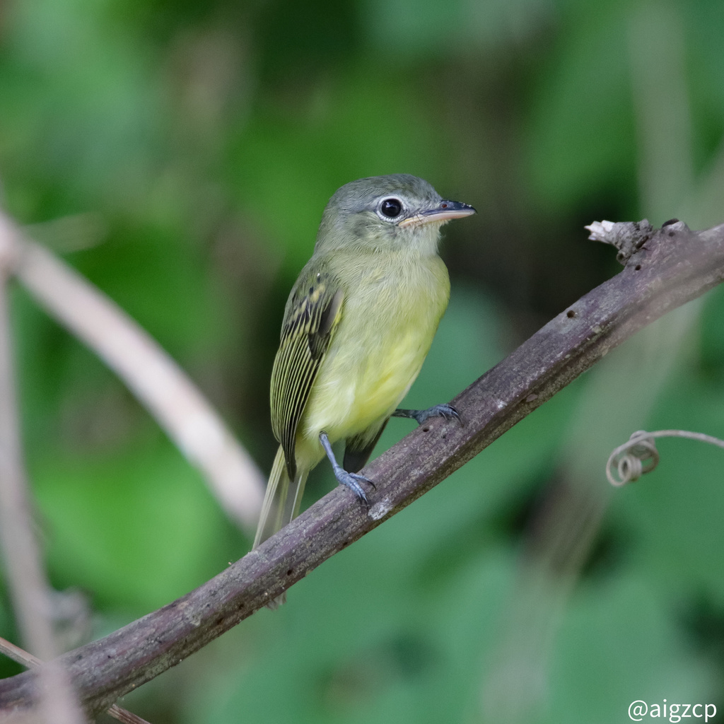 Yellow-winged Flatbill (Tolmomyias flavotectus) photo