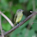 Yellow-winged Flatbill - Photo (c) Aitor, some rights reserved (CC BY), uploaded by Aitor