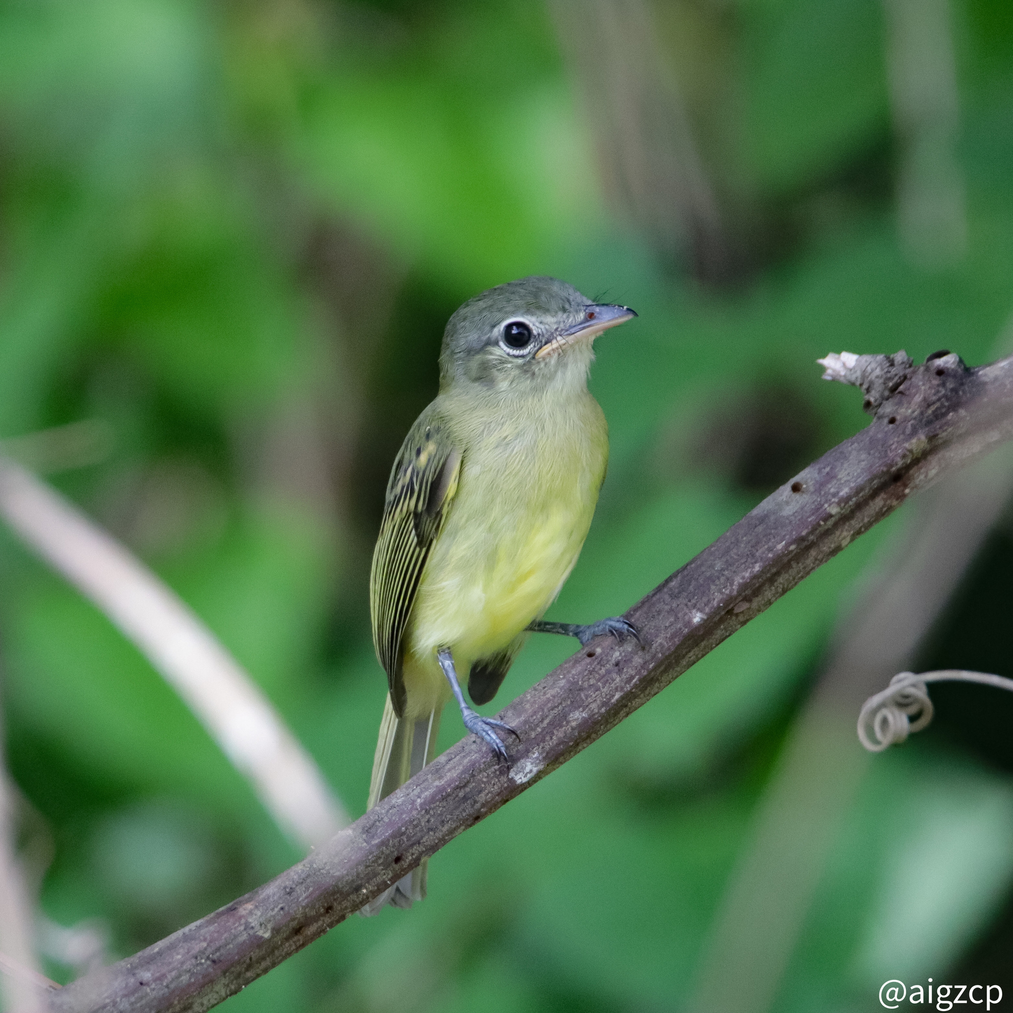 Yellow-winged Flatbill (Tolmomyias flavotectus)