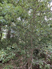 Crataegus wootoniana