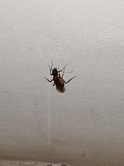 Formicidae
