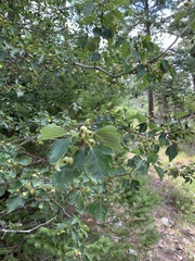 Crataegus wootoniana