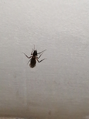Formicidae
