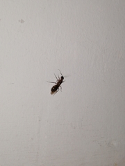 Formicidae