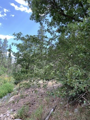 Crataegus wootoniana