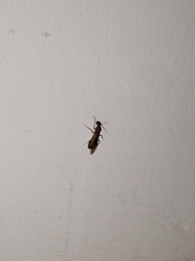 Formicidae