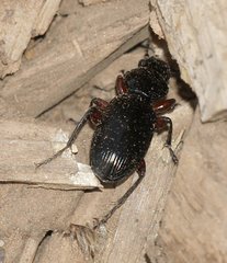 Pterostichus madidus