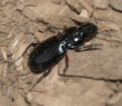 Pterostichus madidus