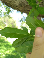 Quercus vaseyana