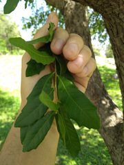 Quercus vaseyana
