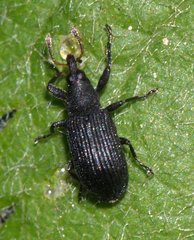 Magdalis ruficornis