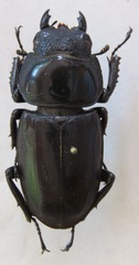 Dorcus schenklingi