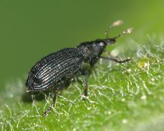 Magdalis ruficornis