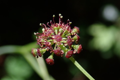 Laserpitium krapffii