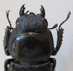 Dorcus schenklingi